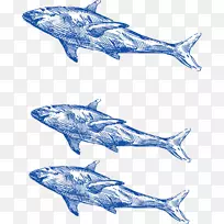 普通宽吻海豚鲸鱼手绘海鲨
