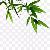 竹炭面膜清洁剂-绿色竹子无花果。