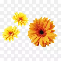 花康乃馨，菊花xd 7花冠菊科植物-黄色菊花装饰材料