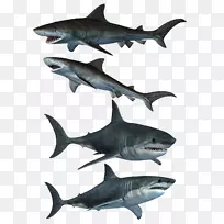 大白鲨丑恶艺术品-凶猛的白鲨