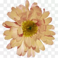 川菊植物剪贴画-菊花植物装饰图案