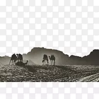 亚喀巴湾杰拉什干穆萨骆驼-沙漠骆驼黑白背景