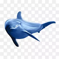 普通宽吻海豚图库西海豚河海豚鲸鱼