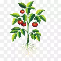 植物番茄剪贴画.载体番茄