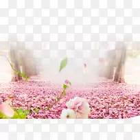 樱花-樱花路