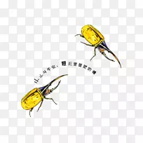 南方黄牛、蜜蜂、昆虫-公牛昆虫
