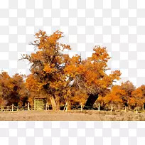 下载图标-秋季杨树