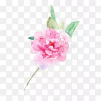 花卉蜈蚣玫瑰设计师-牡丹墨水图片材料