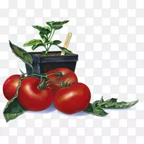 番茄摄影剪贴画-红番茄