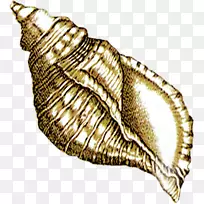 海螺-卡通海螺