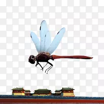 昆虫蜻蜓-昆虫蜻蜓