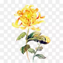 水彩画菊花艺术手绘黄色菊花
