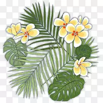 热带Caryota urens Howea forsteriana植物热带植物