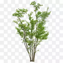 乔木秋季植物-茂密的树木