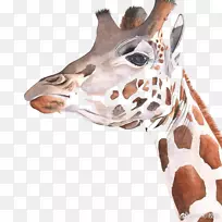 长颈鹿水彩画艺术绘画卡通长颈鹿