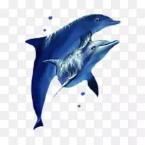 海洋海豚大小的海豚