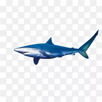 鲨鱼海洋生物下载-鲨鱼