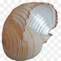 海螺-漂亮的海螺材料