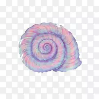 紫海螺-紫海螺