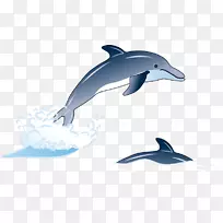 普通宽吻海豚短喙普通海豚图库溪粗齿海豚全海豚单元效应