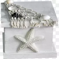 海贝壳摄影剪贴画-木河海星