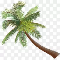 亚洲棕榈椰子椰子树
