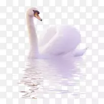 雪尼尼鸭夹艺术-白天鹅在水中游来自由的png形象。