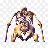 人体骨骼解剖骨盆-人体骨骼