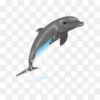 海豚自由内容画片艺术.海豚