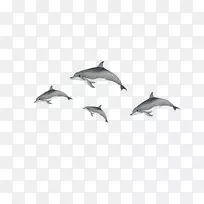 短喙普通海豚图库溪普通宽吻海豚江豚漂浮海豚