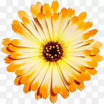 菊花兰菊切花.黄色菊花材料