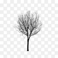 黑白树枝-彩绘植物，树木，黑白
