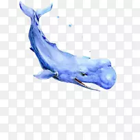 须鲸蓝鲸水彩画-蓝鲸