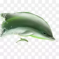 短喙普通海豚图库溪海豚公海豚体型