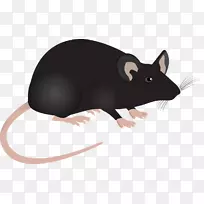 老鼠实验室老鼠-老鼠装饰