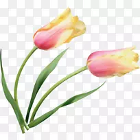 郁金香花画剪贴画.郁金香材料