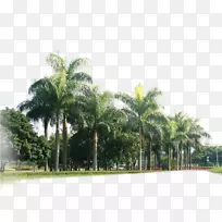 榆林区槟榔科椰子林