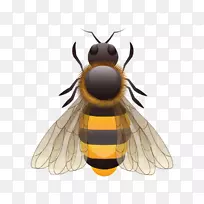 欧洲黑蜂昆虫养蜂下载-蜜蜂，卡通