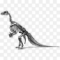暴龙-恐龙化石剪贴画-恐龙骨骼