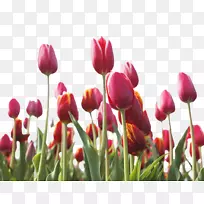 英迪拉甘地纪念郁金香花园粉色花朵-美丽的郁金香