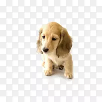 金毛猎犬达克斯犬世界动物日宠物-悲伤的金毛猎犬小狗