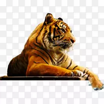 伦敦狮子猫孟加拉虎动物园-老虎