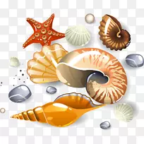 贝壳下载剪辑艺术海螺