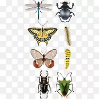 甲虫图.卡通昆虫