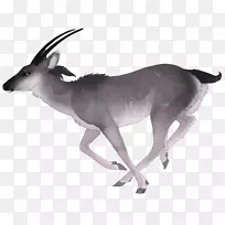 羚羊水彩画.水彩鹿