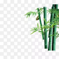 绿竹-绿竹