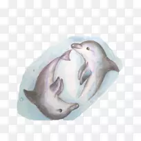 海豚甲壳动物-两只海豚睡觉