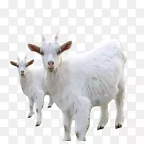 山羊奶家畜-白色山羊羊