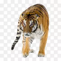 狮子西伯利亚虎孟加拉虎猫科项目虎-虎