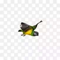 塞内加尔鹦鹉鸟飞嘴鹦鹉